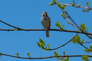 Lark Sparrow