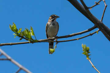 Lark Sparrow