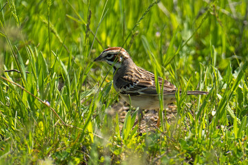 Lark Sparrow