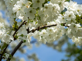Blossoming branch of an apple tree. Apple tree. Apple tree flowers.