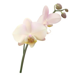 Orchid. Beautiful tropical flower. Floral background. Petals. Buds. Pink.