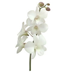 White orchids. Beautiful tropical flower. Floral background. Petals. Buds.