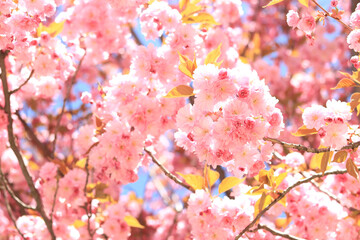 Spring pink flowers bloom. Blossoming Cherry Tree In Full Bloom, Sakura Flowers. Japanese Garden in Spring
