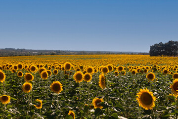 Obraz premium Campo de girasoles