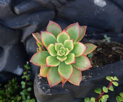 Verode or Kleinia neriifolia green leaves succulent plant isolated on the black stones background 