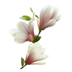 Fototapeta na wymiar Blooming magnolia. Beautiful pink flowers. Floral background. A branch of a flowering tree. Buds.
