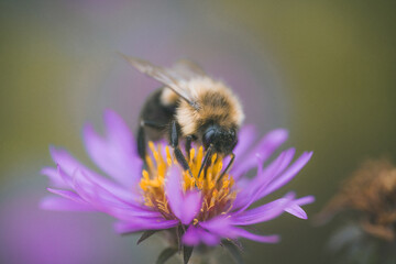 a bee flying over a purple wild flower collecting pollens in a field in the sunlight. 