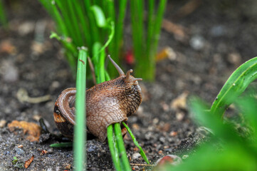 escargot