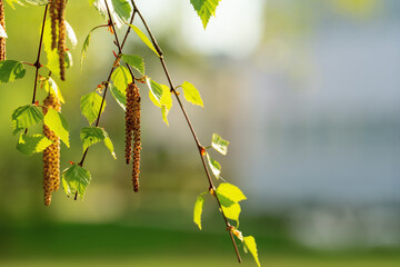 Green birch leaves and catkins with seeds