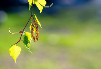 Spring branches of young green birch leaves
