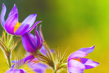 The first beautiful spring flowers are snowdrops