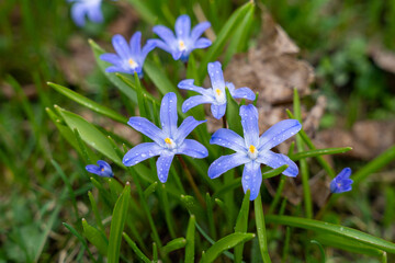Wet with water droplets Bossier's glory-of-the-snow or Lucile's glory-of-the-snow (Scilla luciliae)