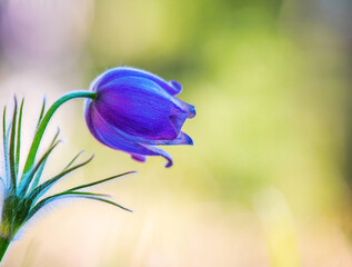 The first spring blue flower is large