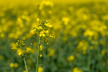 Yellow flowering rapeseed plant in a field