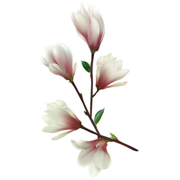 Blooming magnolia. Beautiful pink flowers. Floral background. A branch of a flowering tree. Buds.