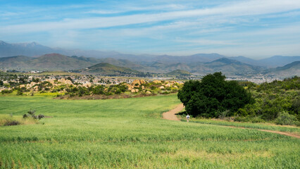 Lone hiker on trail new growing wheat field in Menifee, Califronia.