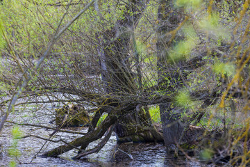 Old river overgrown with trees. A blind arm of the river Svratka.