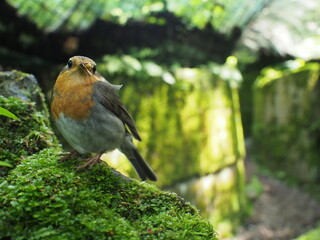 European Robin eating a bug - closeup in a cage (trench of stone and grid) covered by moss, ivy, leaves and small plants.