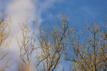 Crown of trees on a blue sky with white clouds.