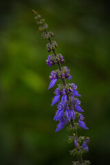 Obraz premium beautiful purple flower