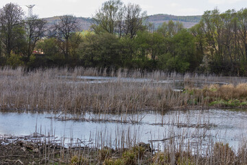 Fototapeta premium The water surface of the pond. The pond is overgrown with old reeds.