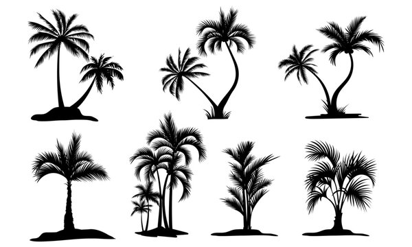 Set tropical palm trees with leaves, mature and young plants, black silhouettes isolated on white background. Vector