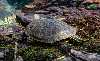 turtle on the rocks
