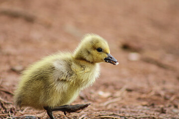 baby goose