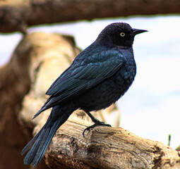 blackbird on a branch