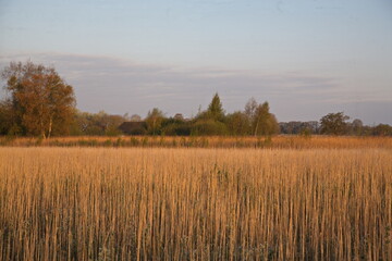 Obraz premium Riet in Overijssel