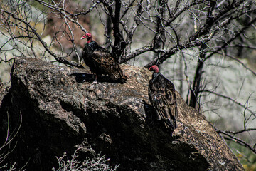vultures