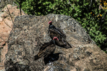 vultures