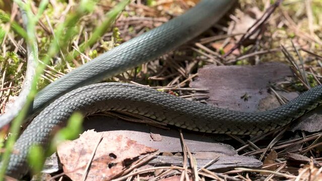 "Mating ball" of grass snakes