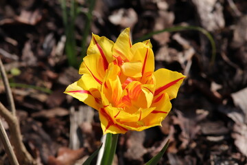 Tulpe