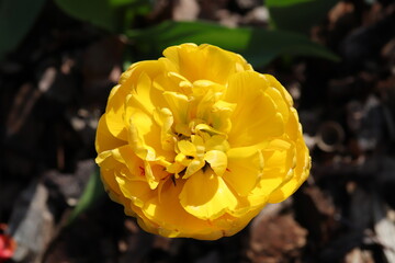 gef&uuml;llte Tulpe