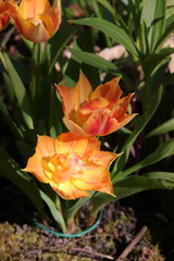 Tulpen