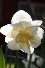 Narzisse