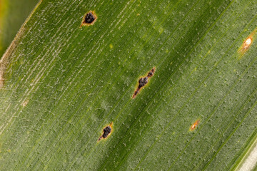 Corn tar spot fungus on leaf of cornstalk. Cornfield disease, farming and agriculture concept.