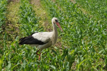 Stork walking in the field in search of food