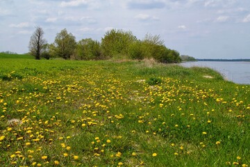 A meadow overgrown with blooming dandelion on the Vistula River in Mazovia near Plock.