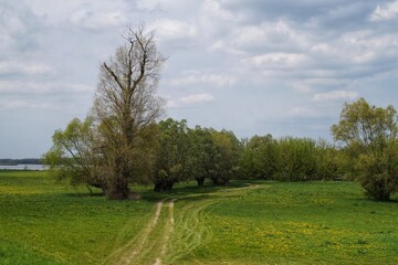 A group of willows growing on the Vistula riverside meadow near Plock in spring.