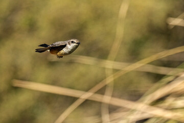 Cassin's Kingbird - Arizona