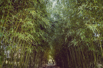 as
s

Weg durch einen Wald aus hohem Bambus
