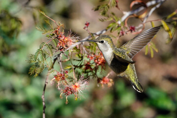 Anna's Hummingbird - Arizona