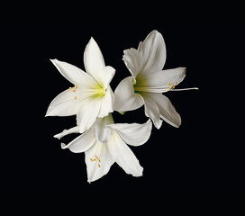 Amarillis white three flowers on dark background
