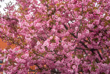 Fototapeta premium Pink flowering Japanese cherry (sakura) in spring. Beautiful branches of pink Cherry blossoms in the garden. Seasonal spring scenery. Nature floral background