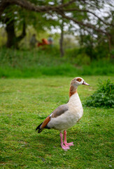 Egyptian goose standing on grass on Chislehurst Commons, Kent, UK.  Egyptian goose (Alopochen aegyptiaca). Chislehurst is in the Borough of Bromley, Greater London