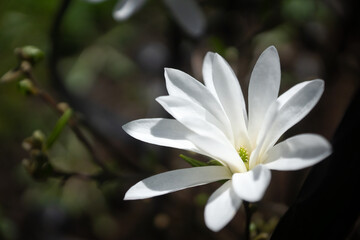 Fototapeta premium Beautiful, bright flowers in a spring sun-drenched park.