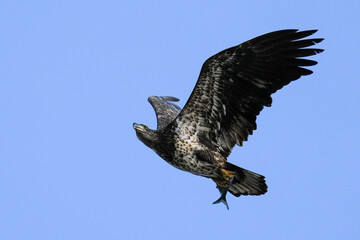 Juvenile Bald Eagle - Flight