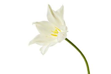 Naklejka na ściany i meble White tulip flower. Isolate on white.